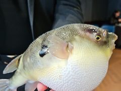 -肆月河豚·新淮扬(金融街店)