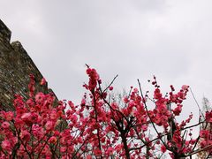 -阅江楼风景区