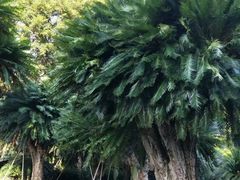 -深圳仙湖植物园