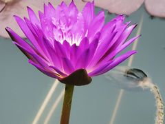 -国家植物园南园