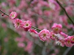 -苏州上方山国家森林公园