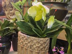 -花鸟鱼虫鲜花绿植市场(玉泉路店)