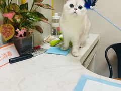 -关爱动物医院·心脏·中兽医·异宠(金牛路分院)