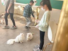 -飞行喵MR PILOT|猫舍·猫咖(静安大融城店)