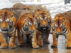 -西安秦岭野生动物园