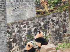 -都江堰中华大熊猫苑