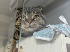 -博特宠物医院24h犬猫全科.骨科·异宠