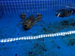 -香山湖渔家大院