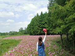 -溱湖国家湿地公园
