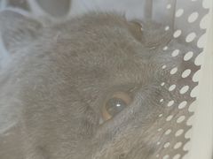 -佳雯宠物医院·皮肤科·内外科(春晓路分院)