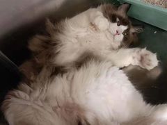 -艾吉宠物医院·疑难杂症转诊中心·猫友好(碧江路院)