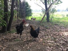 -田园东方蜜桃村的田野营地