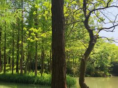 -西溪国家湿地公园