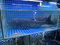 -宝荣鱼馆·临湖之宴(千岛湖店)