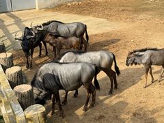 -西霞口神雕山野生动物世界