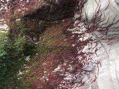 -蛇蟠岛