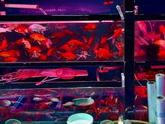 -武汉花鸟市场