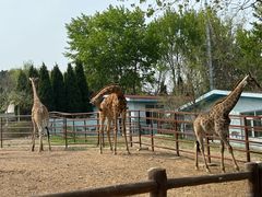 -大连森林动物园