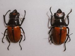 -上海昆虫博物馆