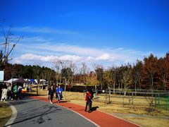 -上海长兴岛郊野公园