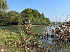 -贡湖湾湿地公园