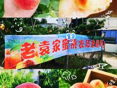 -老袁家蜜桃农场·阳山水蜜桃