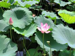 -荔湾湖公园