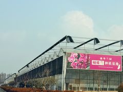 -龙大花卉苗木市场