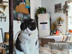 -海边的猫和咖啡馆
