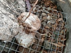 -广州神农草堂中医药博物馆