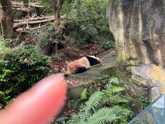 -都江堰中华大熊猫苑