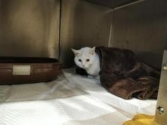 -宠爱国际动物医院· 猫科· 外科·中兽医(长白店)