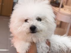 -翊宠yipet猫狗购宠庄园犬舍•猫舍