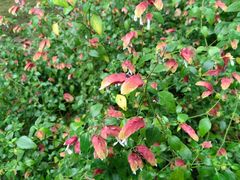 -西双版纳原始森林公园