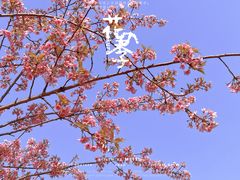 -顾村公园