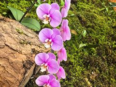 -国家植物园南园