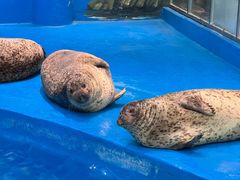 -海合安成都极地海洋公园
