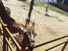 -西霞口神雕山野生动物世界