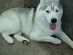 -TrueLove @ Neverland (Husky Cafe)
