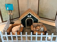 -上海崇明金茂凯悦酒店