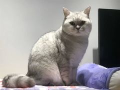 -有猫咖啡umeow coffee