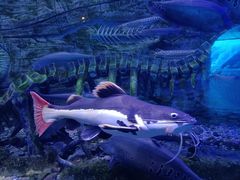 -芜湖新华联大白鲸海洋公园