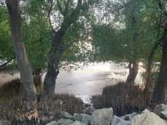 -宝安西湾红树林湿地公园