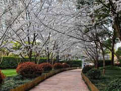-陆家嘴中心绿地