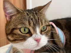 -瑞鹏宠物医院·骨科·猫科·内科(第一中心)