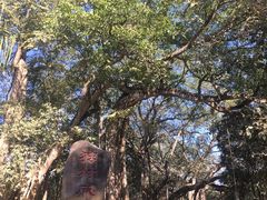 -瑞丽独树成林风景区