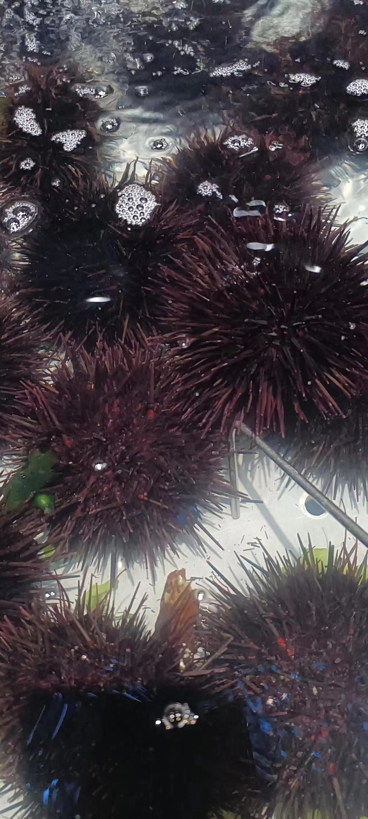 中国最好的海胆在大连,大连最好海胆在小平岛