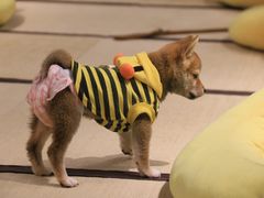 -逗柴咖啡屋·狗咖猫咖宠物桌游