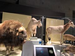 -东京国立博物馆