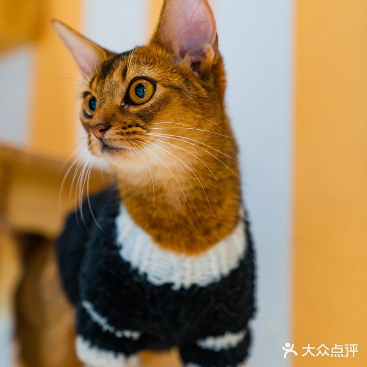 萌翻了！500m²的「猫咪游乐园」，30+只喵rua到手软！